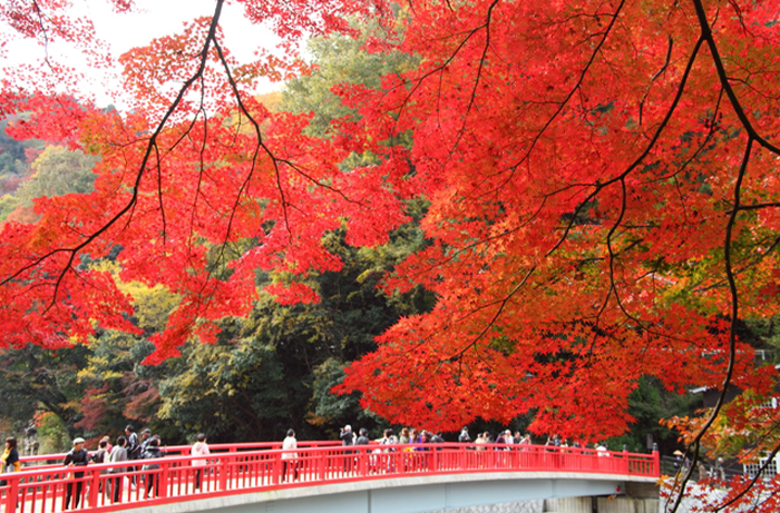 西三河 香嵐渓 紅葉